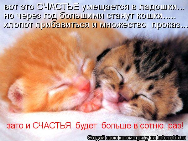 зато и СЧАСТЬЯ будет больше в сотню раз! вот это СЧАСТЬЕ умещается в ладошки... но через год больш... Котоматрица: зато и СЧАСТЬЯ будет больше в сотню раз! вот это СЧАСТЬЕ умещается в ладошки... но через год большими станут кошки..... хлопот прибавиться и м