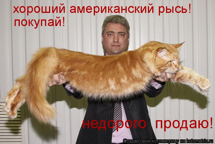 хороший американский рысь! покупай! недорого продаю!... Котоматрица: хороший американский рысь! покупай! недорого продаю!
