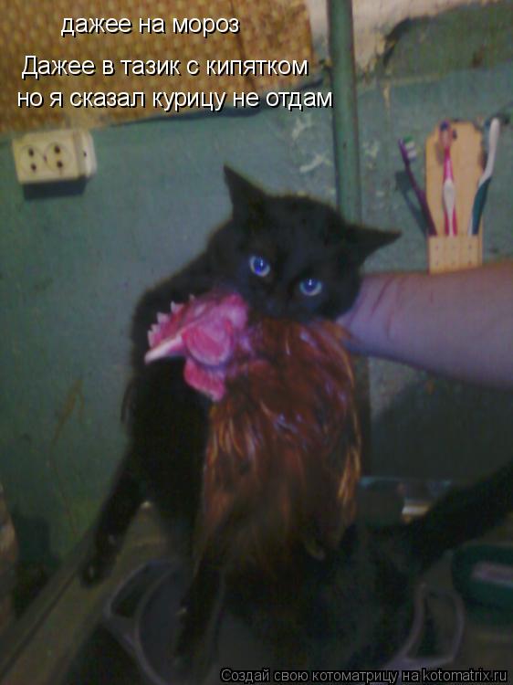 дажее на мороз Дажее в тазик с кипятком но я сказал курицу не отдам... Котоматрица: дажее на мороз Дажее в тазик с кипятком но я сказал курицу не отдам
