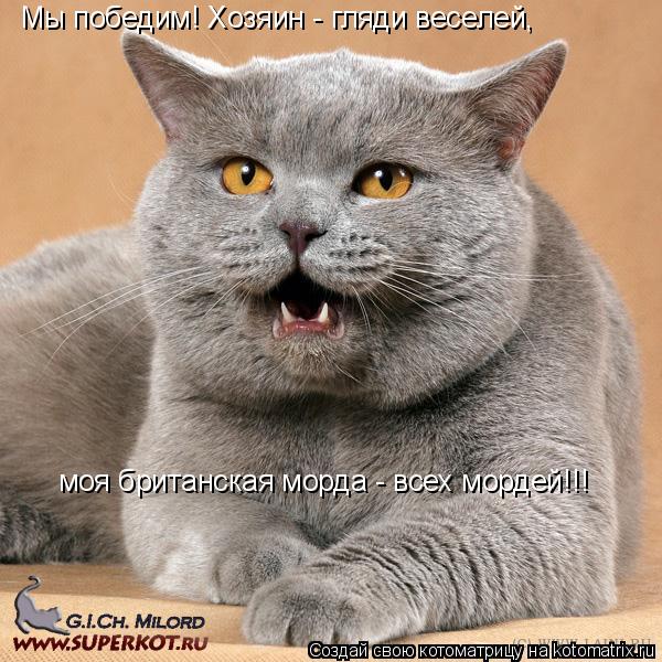 Мы победим! Хозяин - гляди веселей, моя британская морда - всех мордей!!!... Котоматрица: Мы победим! Хозяин - гляди веселей, моя британская морда - всех мордей!!!
