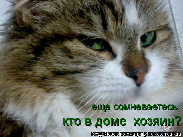 еще сомневаетесь, кто в доме хозяин? кто в доме хозяин?... Котоматрица: еще сомневаетесь, кто в доме хозяин? кто в доме хозяин?