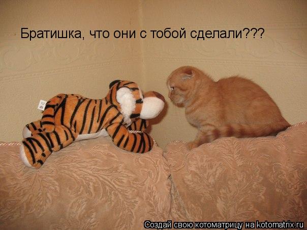 Братишка, что они с тобой сделали???... Котоматрица: Братишка, что они с тобой сделали???