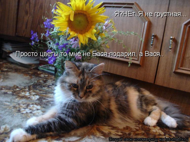 Я?НЕт..Я не грустная... Просто цветы то мне не Бася подарил, а Вася..... Котоматрица: Я?НЕт..Я не грустная... Просто цветы то мне не Бася подарил, а Вася..