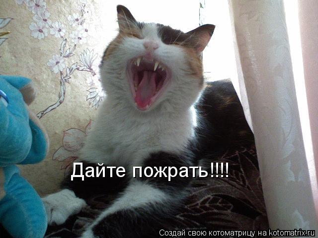Дайте пожрать!!!!... Котоматрица: Дайте пожрать!!!!