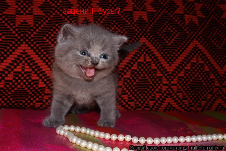 зацени!!! бусы?... Котоматрица: зацени!!! бусы?