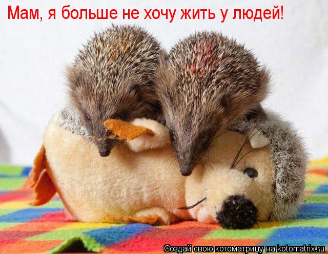 Мам, я больше не хочу жить у людей!... Котоматрица: Мам, я больше не хочу жить у людей!