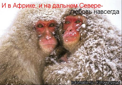 И в Африке, и на дальнем Севере- любовь навсегда... Котоматрица: И в Африке, и на дальнем Севере- любовь навсегда