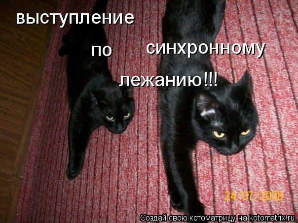 выступление по синхронному лежанию!!!... Котоматрица: выступление по синхронному лежанию!!!