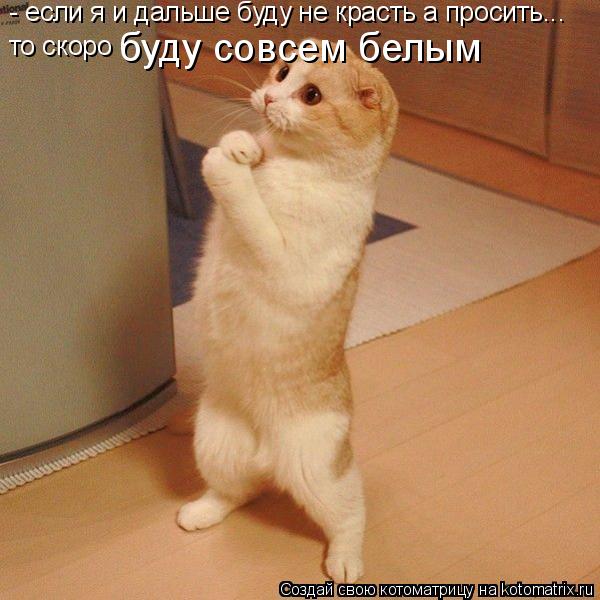 - если я и дальше буду не красть а просить... то скоро буду совсем белым... Котоматрица: - если я и дальше буду не красть а просить... то скоро буду совсем белым