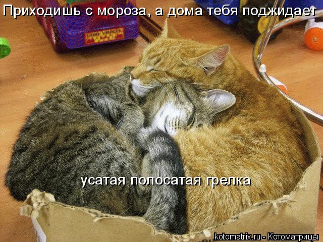Приходишь с мороза, а дома тебя поджидает усатая полосатая грелка... Котоматрица: Приходишь с мороза, а дома тебя поджидает усатая полосатая грелка