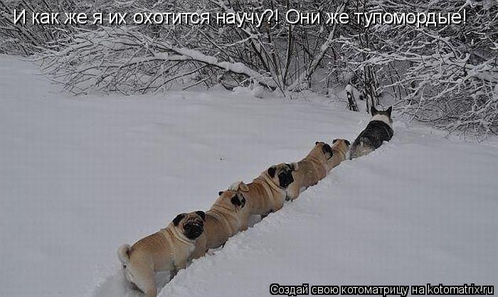 И как же я их охотится научу?! Они же тупомордые!... Котоматрица: И как же я их охотится научу?! Они же тупомордые!