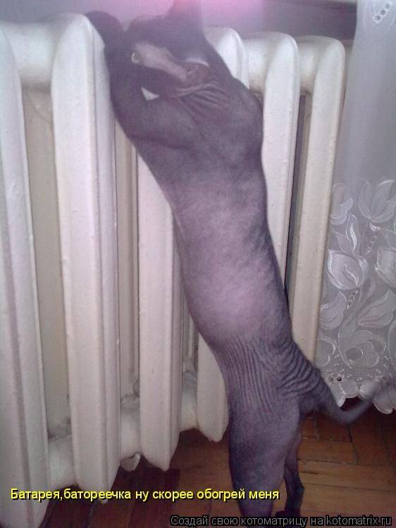 Батарея,батореечка ну скорее обогрей меня... Котоматрица: Батарея,батореечка ну скорее обогрей меня