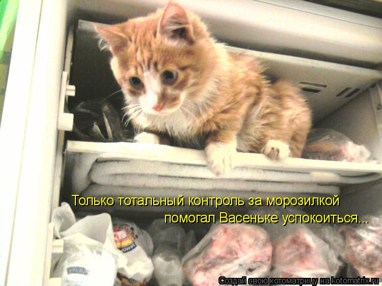 Только тотальный контроль за морозилкой помогал Васеньке успокоиться...... Котоматрица: Только тотальный контроль за морозилкой помогал Васеньке успокоиться...