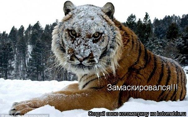 Замаскировался!!!... Котоматрица: Замаскировался!!!