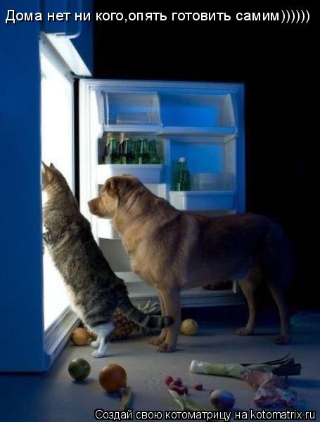Дома нет ни кого,опять готовить самим))))))... Котоматрица: Дома нет ни кого,опять готовить самим))))))