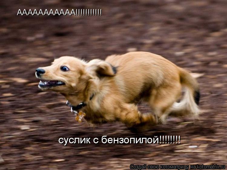 ААААААААААА!!!!!!!!!!! суслик с бензопилой!!!!!!!!... Котоматрица: ААААААААААА!!!!!!!!!!! суслик с бензопилой!!!!!!!!