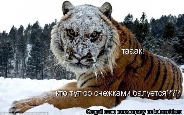 тааак! кто тут со снежками балуется???... Котоматрица: тааак! кто тут со снежками балуется???