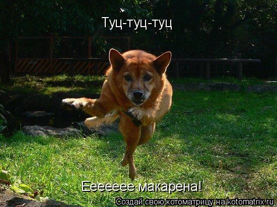 Котоматрица: Туц-туц-туц Еееееее макарена!