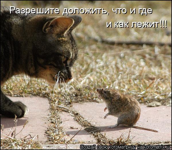 Котоматрица: Разрешите доложить, что и где и как лежит!!!