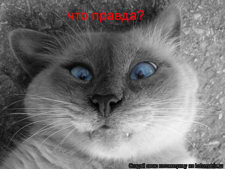 Котоматрица: что правда?