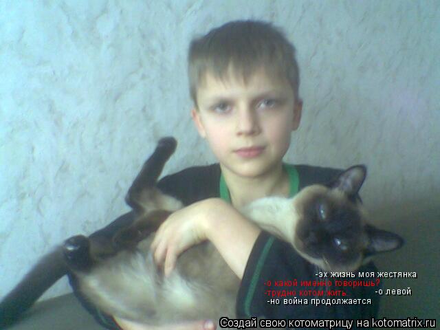 Котоматрица: -эх жизнь моя жестянка -о какой именно говоришь? -о левой -трудно котом жить. -но война продолжается