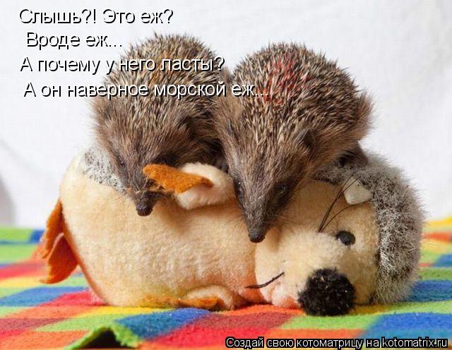 Котоматрица: Слышь?! Это еж?  Вроде еж... А почему у него ласты? А он наверное морской еж...