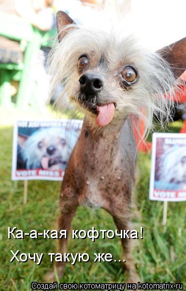 Котоматрица: Ка-а-кая кофточка! Хочу такую же...