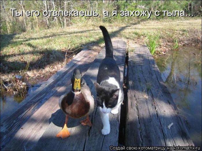 Котоматрица: Ты его отвлекаешь, а я захожу с тыла...