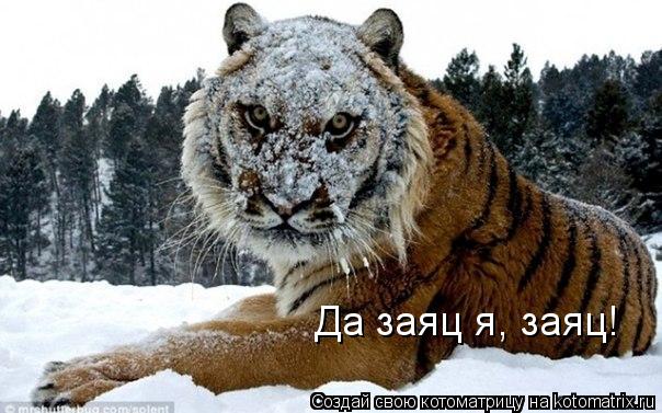 Котоматрица: Да заяц я, заяц!