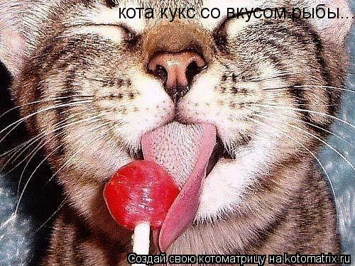 Котоматрица: кота кукс со вкусом рыбы...