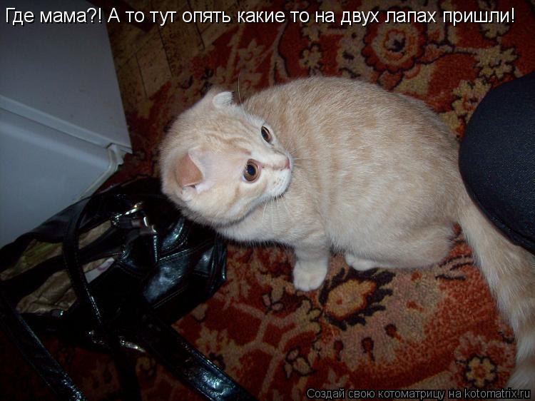 Котоматрица: Где мама?! А то тут опять какие то на двух лапах пришли!