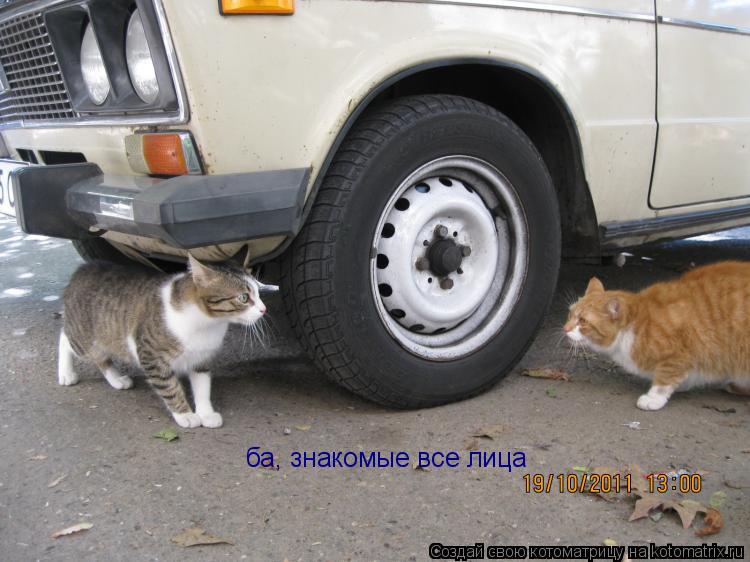 Котоматрица: ба, знакомые все лица