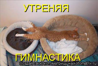 Котоматрица: УТРЕНЯЯ ГИМНАСТИКА