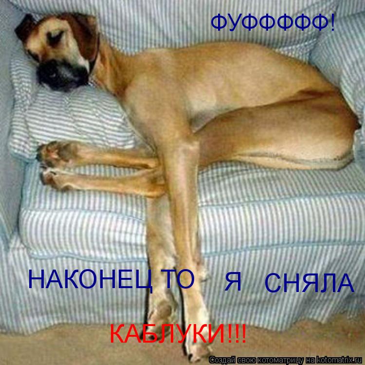 Котоматрица: ФУФФФФФ! НАКОНЕЦ ТО Я СНЯЛА КАБЛУКИ!!!