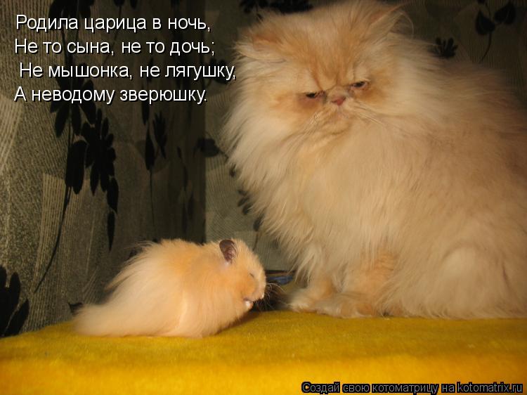 Котоматрица: Родила царица в ночь, Не то сына, не то дочь; А неводому зверюшку.  Не мышонка, не лягушку,