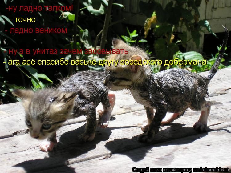 Котоматрица: -ну ладно тапком! - точно - ладно веником - ну а в унитаз зачем засовывать - ага асё спасибо ваське другу соседского добермана
