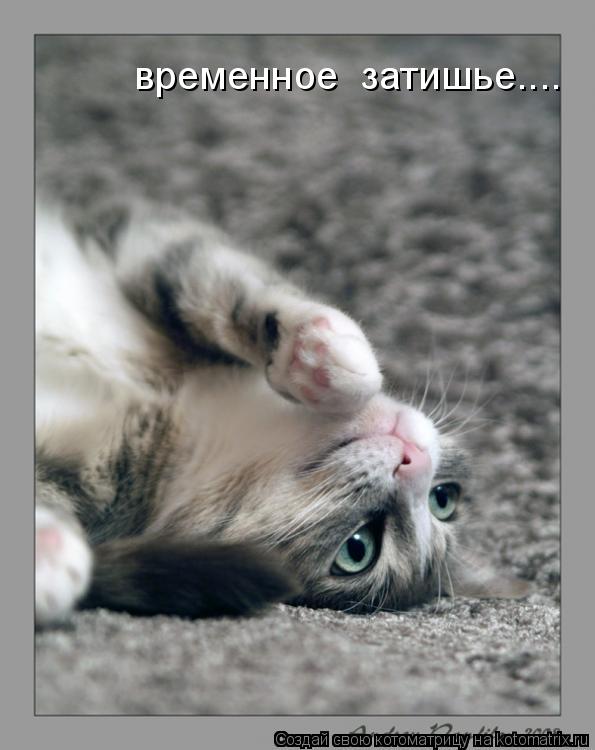 Котоматрица: временное  затишье....