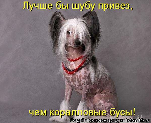 Котоматрица: Лучше бы шубу привез,  чем коралловые бусы!
