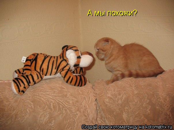 Котоматрица: А мы похожи?