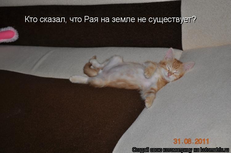 Котоматрица: Кто сказал, что Рая на земле не существует?