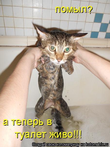 Котоматрица: помыл ? а теперь в  туалет живо!!!