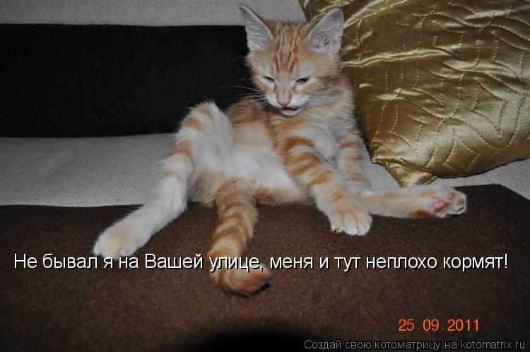Котоматрица: Не бывал я на Вашей улице, меня и тут неплохо кормят!