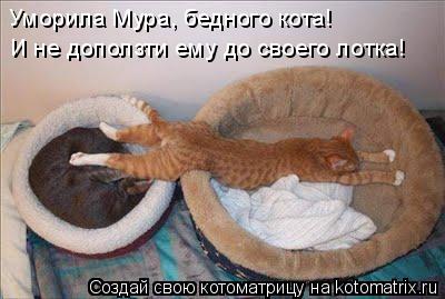 Котоматрица: Уморила Мура, бедного кота! И не доползти ему до своего лотка!