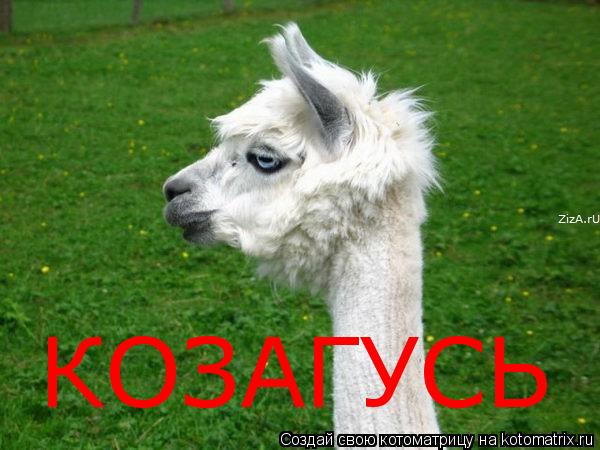 Котоматрица: КОЗАГУСЬ