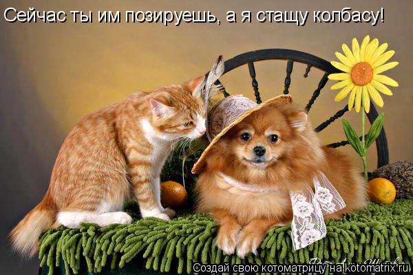 Котоматрица: Сейчас ты им позируешь, а я стащу колбасу!