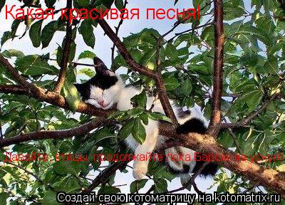 Котоматрица: Какая красивая песня! Давайте, птицы, продолжайте пока Барсик не уснул!