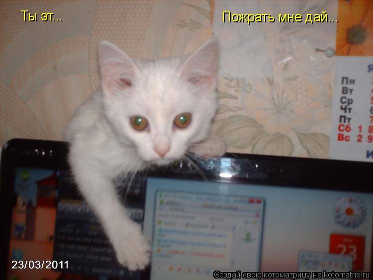 Котоматрица: Ты эт... Пожрать мне дай...