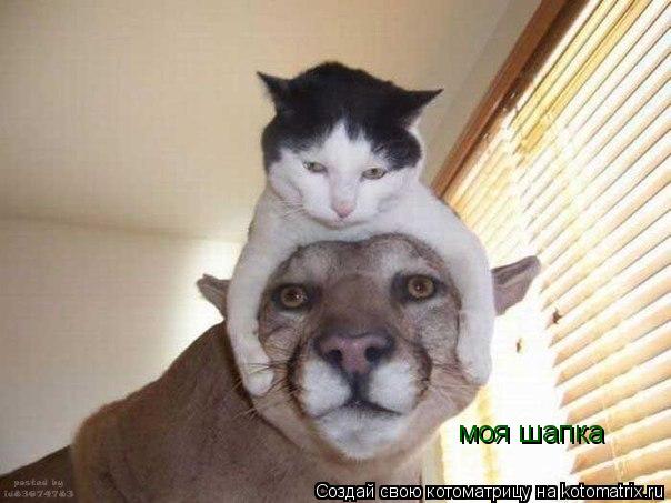 Котоматрица: моя шапка