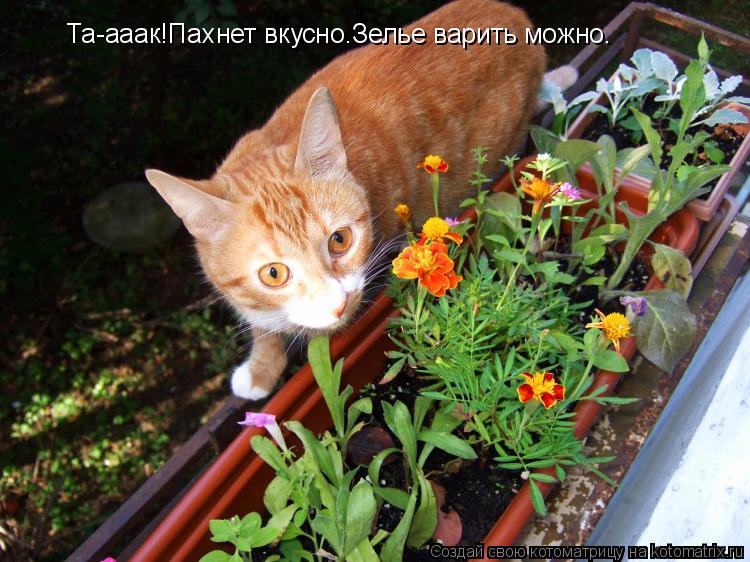 Та-ааак!Пахнет вкусно.Зелье варить можно.... Котоматрица: Та-ааак!Пахнет вкусно.Зелье варить можно.