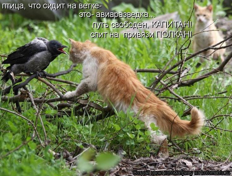 птица, что сидит на ветке- это- авиаразведка... путь свободен, КАПИТАН! спит на привязи ПОЛКАН!... Котоматрица: птица, что сидит на ветке- это- авиаразведка... путь свободен, КАПИТАН! спит на привязи ПОЛКАН!